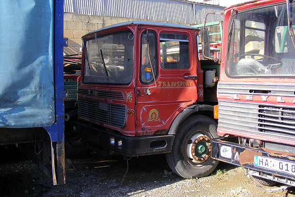 mammotht8qm han018 1b_ps