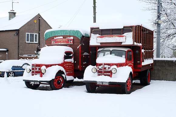 Bedfords in snow